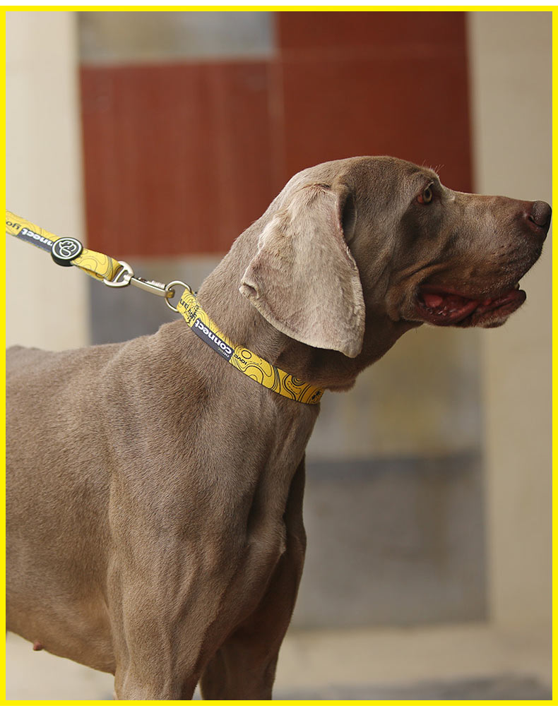 a collar for a dog_08.jpg